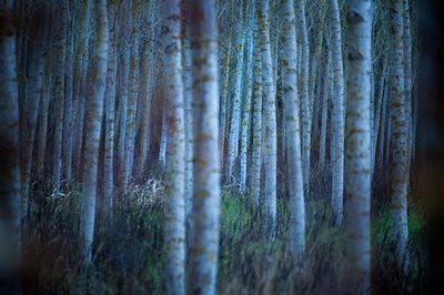 Birkenwald düster und schön